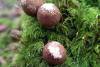 Pilze